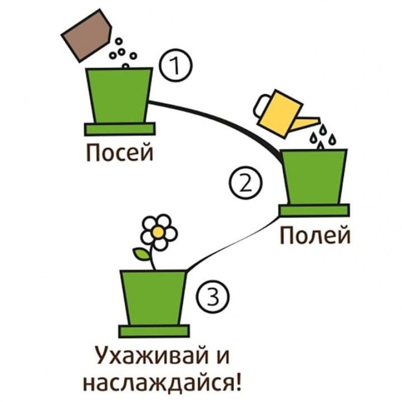 Горшок Лаванда ароматная