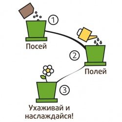 Горшок Лаванда ароматная