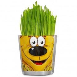Happy Plant Львенок