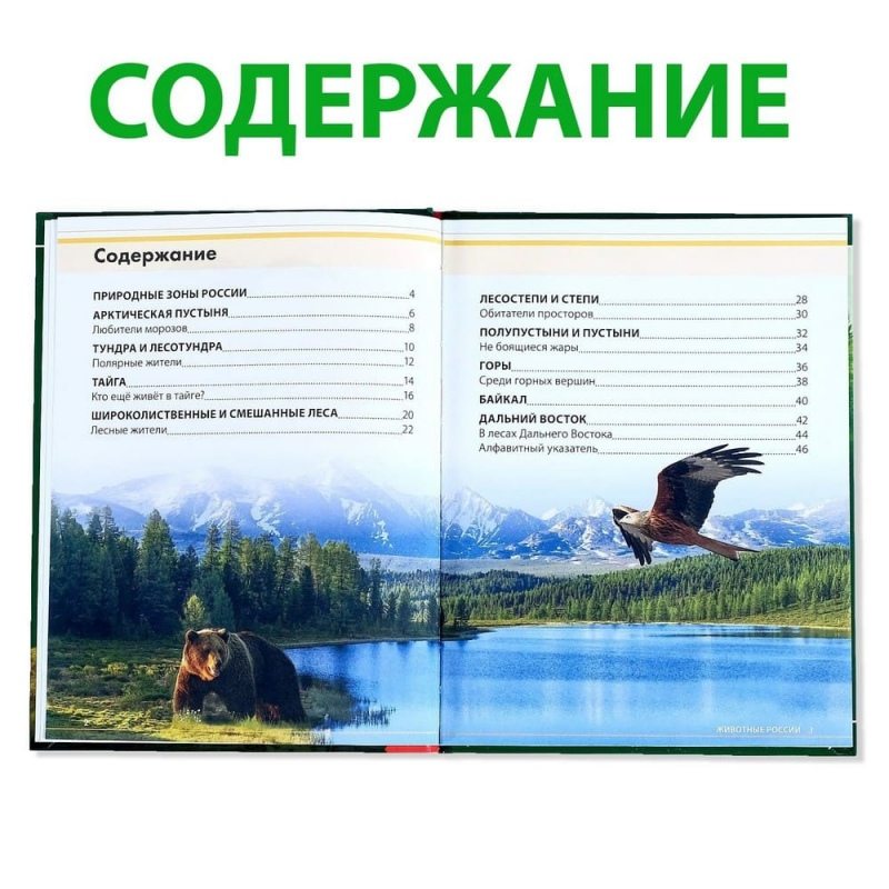 Энциклопедия детская в твёрдом переплёте «Животные России», 48 стр.